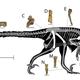 Skeletal reconstruction of Dineobellator notohesperus, which shows a selection of the fossilized bones obtained.
